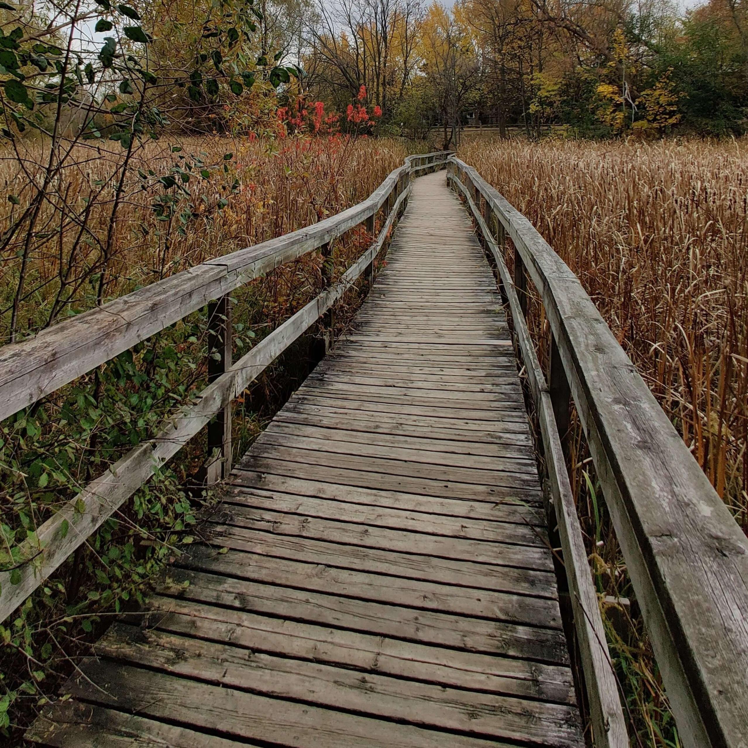 A peaceful forest boardwalk representing the journey of therapy with Peter Reid MSW in Newmarket and virtual Ontario